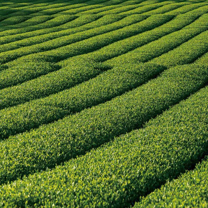 真珠抹茶「Akari（あかり）」2g×15本入り